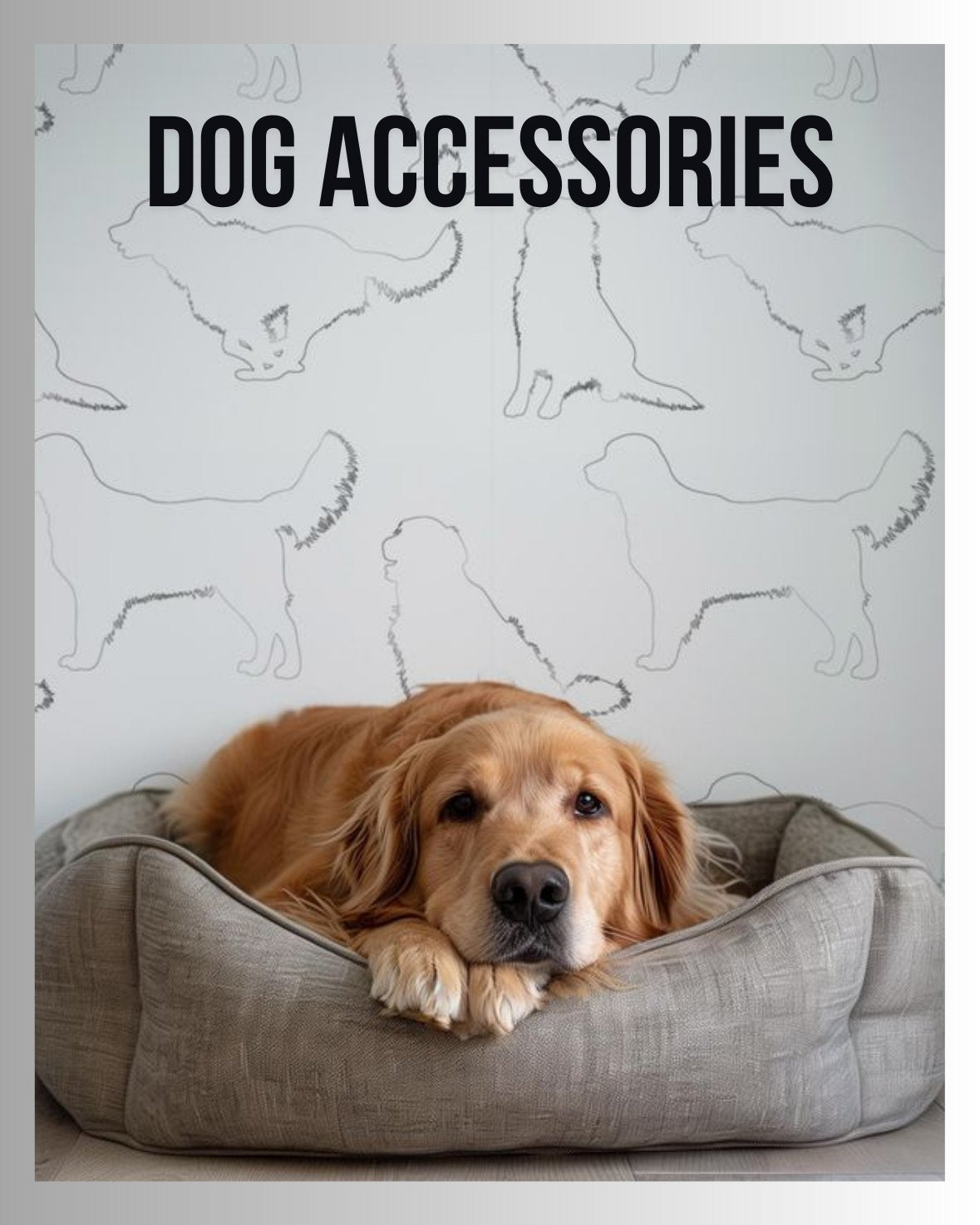 Dog Accessories