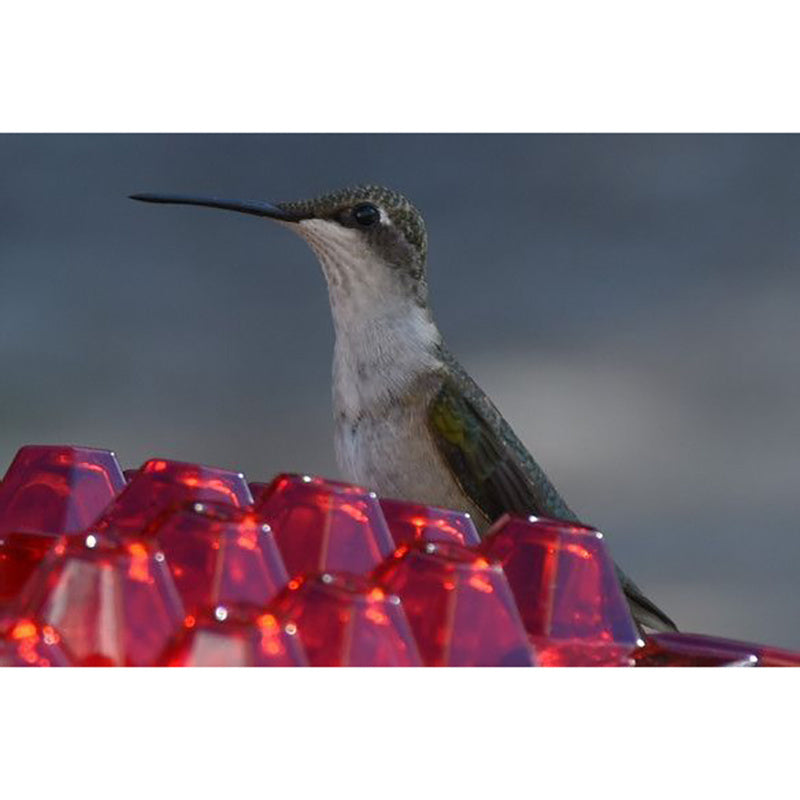 Red Hexagonal Hummingbird Nectar Feeder