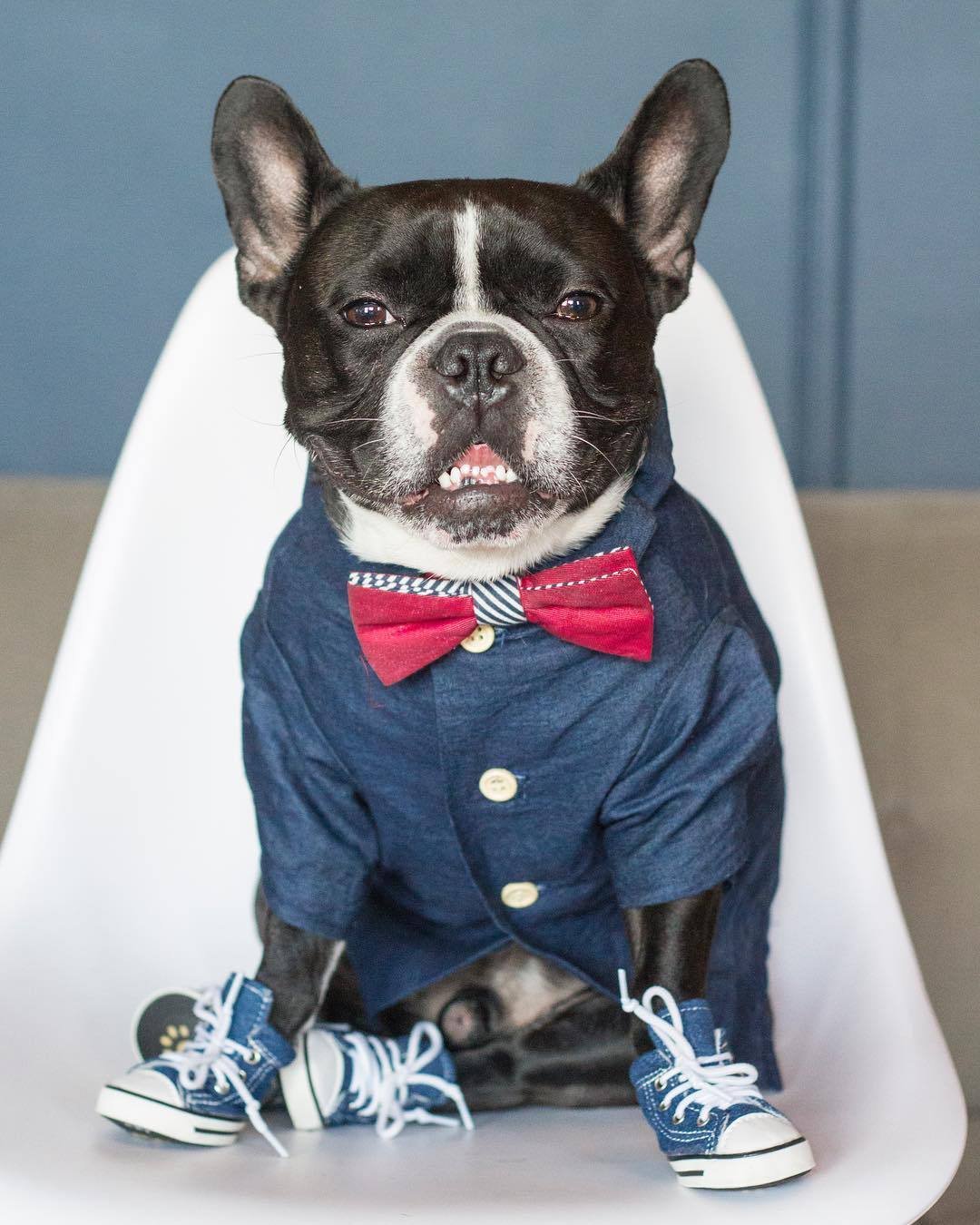 Outfits Summer Pet Printed Clothes for Small Dogs Fashion Cotton