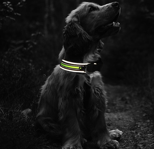 Thick Neoprene Pet Collar with Velcro and Luminous Features
