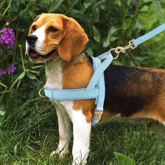 Unique Dog Harness with Coordinating Leash